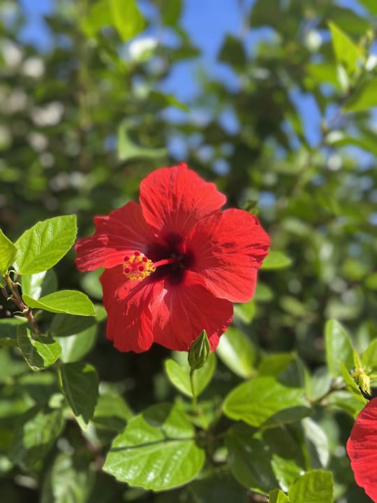 Gartenanlage Welikehotel Marfil Playa
