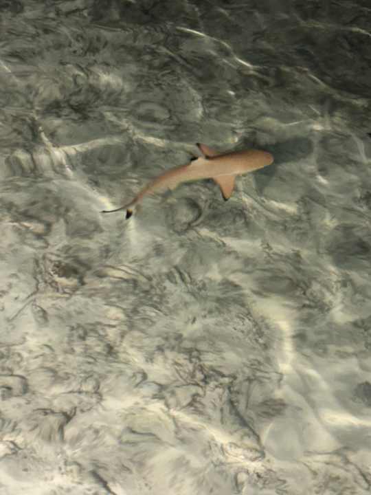 Sonstiges Adaaran Club Rannalhi - All Inclusive