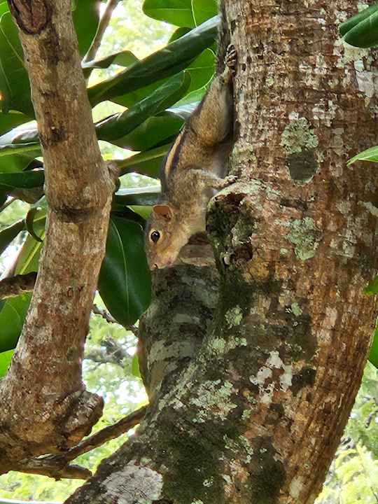 Gartenanlage Cinnamon Lodge Habarana