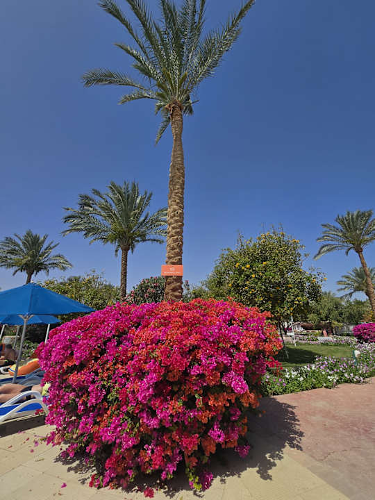 Außenansicht Desert Rose