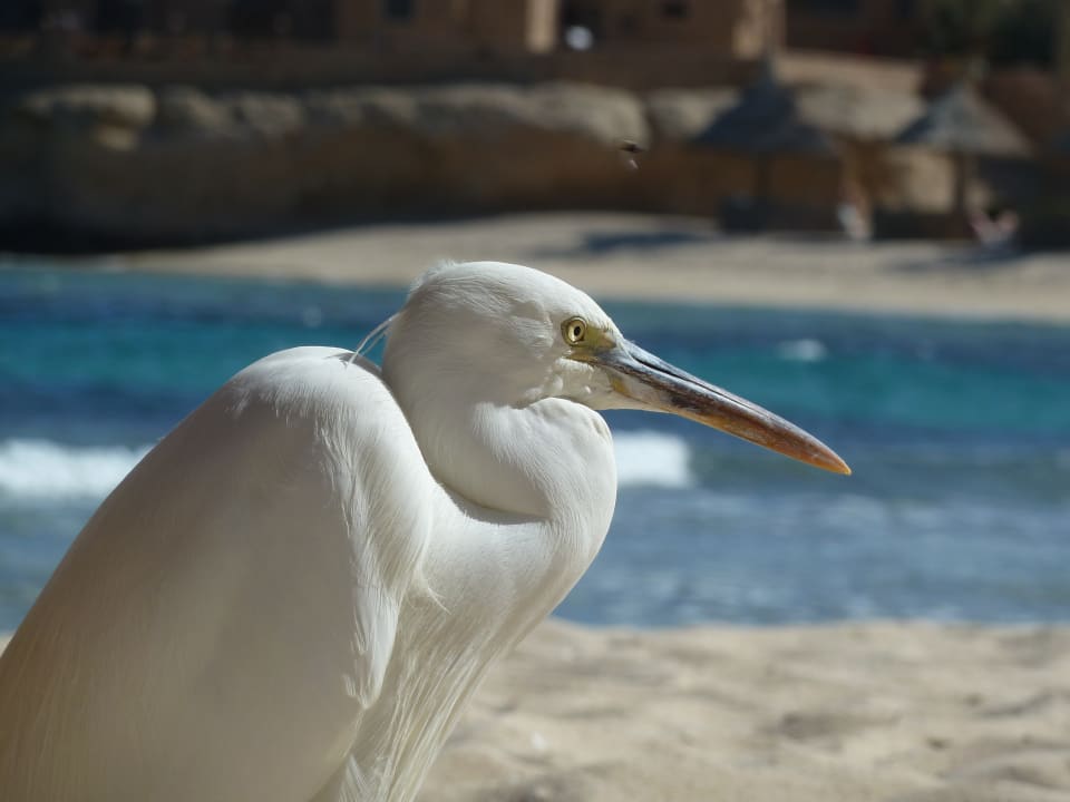 Strand Mövenpick Resort El Quseir
