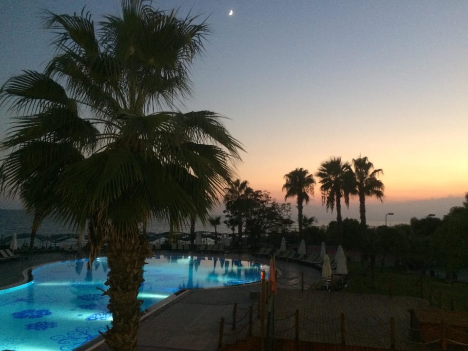 Einfach wunderschön!! Papillon Belvil