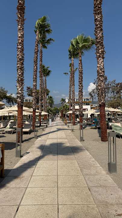 Strand Liberty Signa