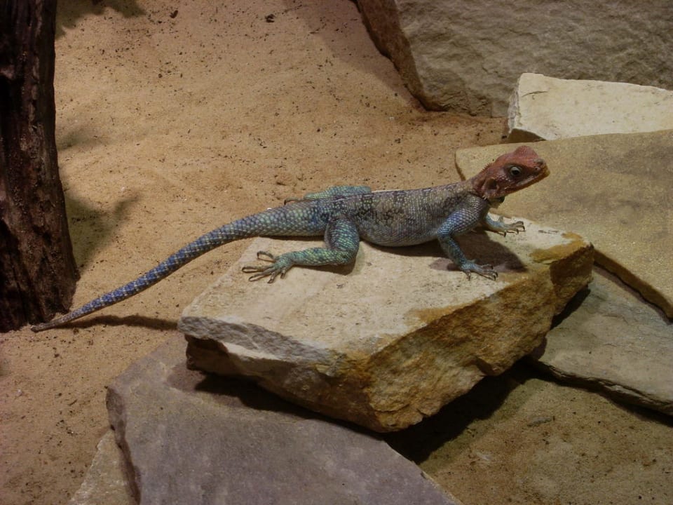 Dschungelland Ferienwohnungen Ferienpark Weissenhäuser Strand