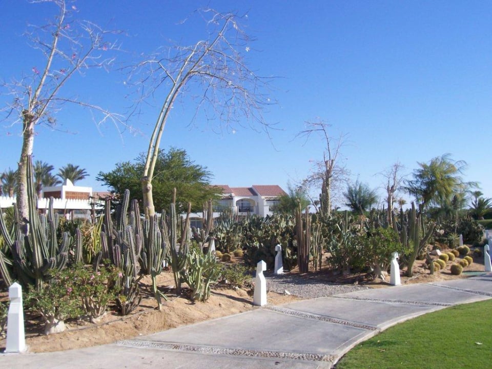 Ein kleiner Kaktusgarten Reef Oasis Blue Bay Resort