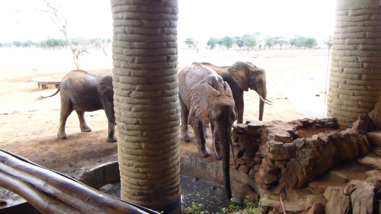 Safari Salt Lick Safari Lodge