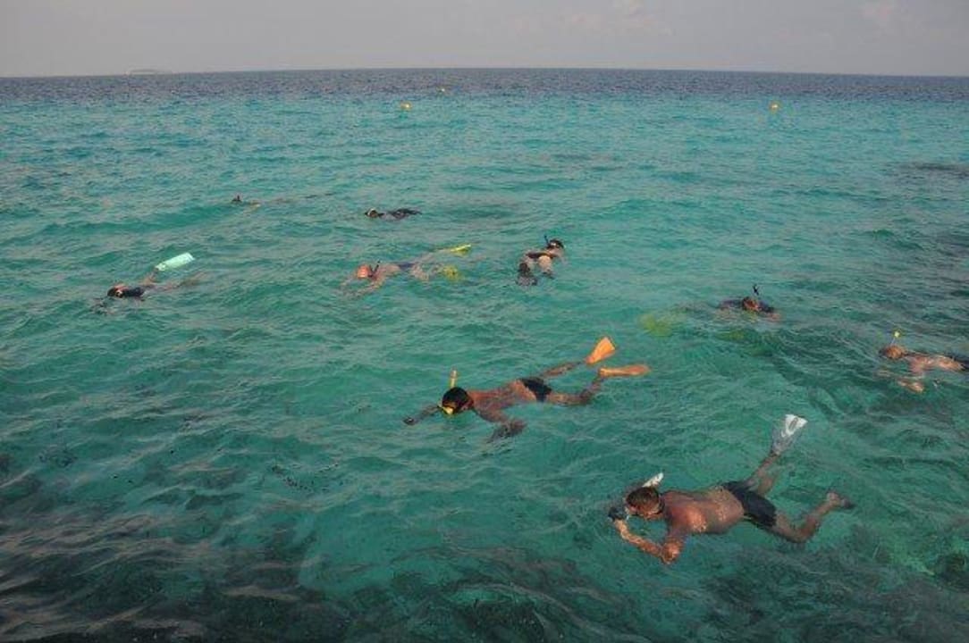 Hai und Rochenfütterung Summer Island Maldives