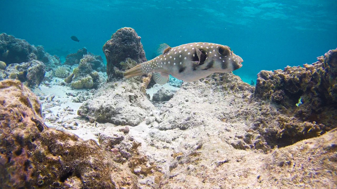 Sport & Freizeit Summer Island Maldives