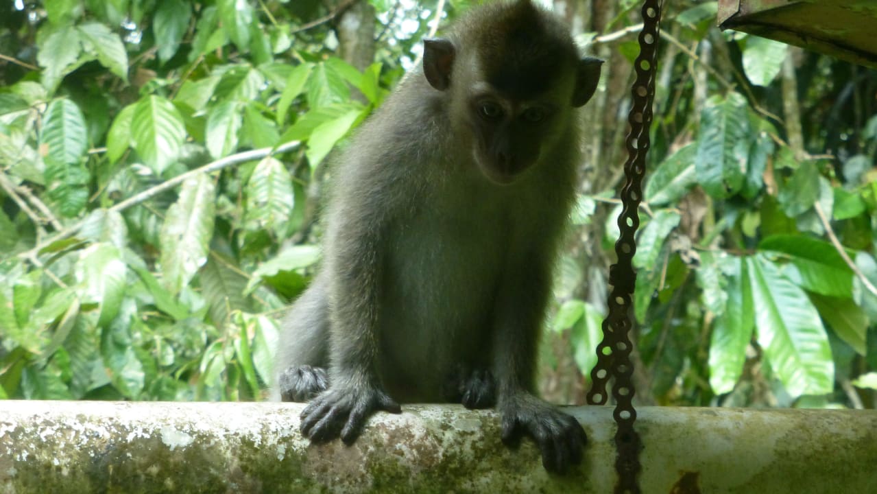 Wir schauten aus dem Fenster und er schaute hinein Hotel Sukau Rainforest Lodge