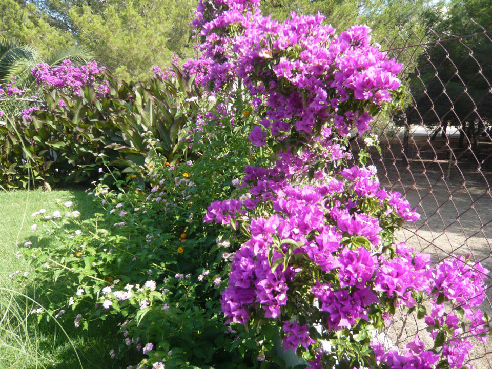 Gartenanlage Millor Sol