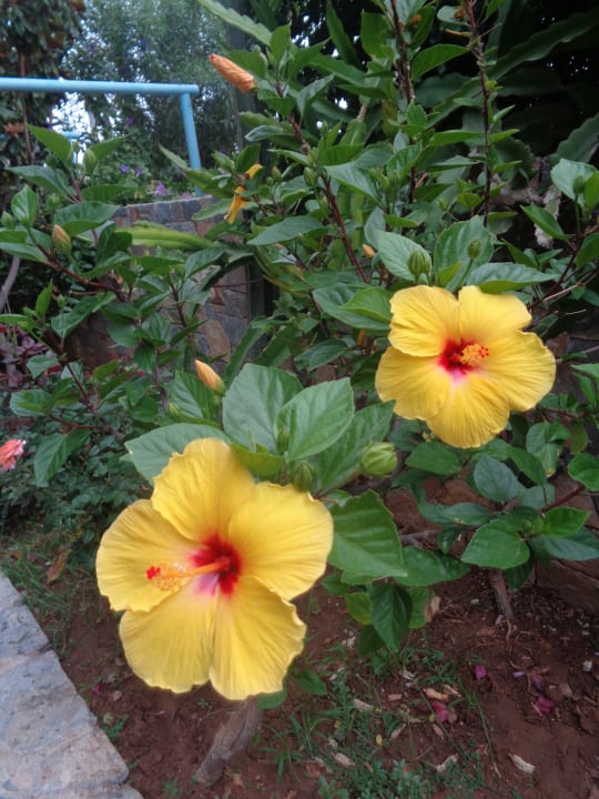 Gartenanlage Tropical Hotel