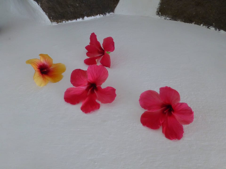 Blütendeko Chalets Côté Mer