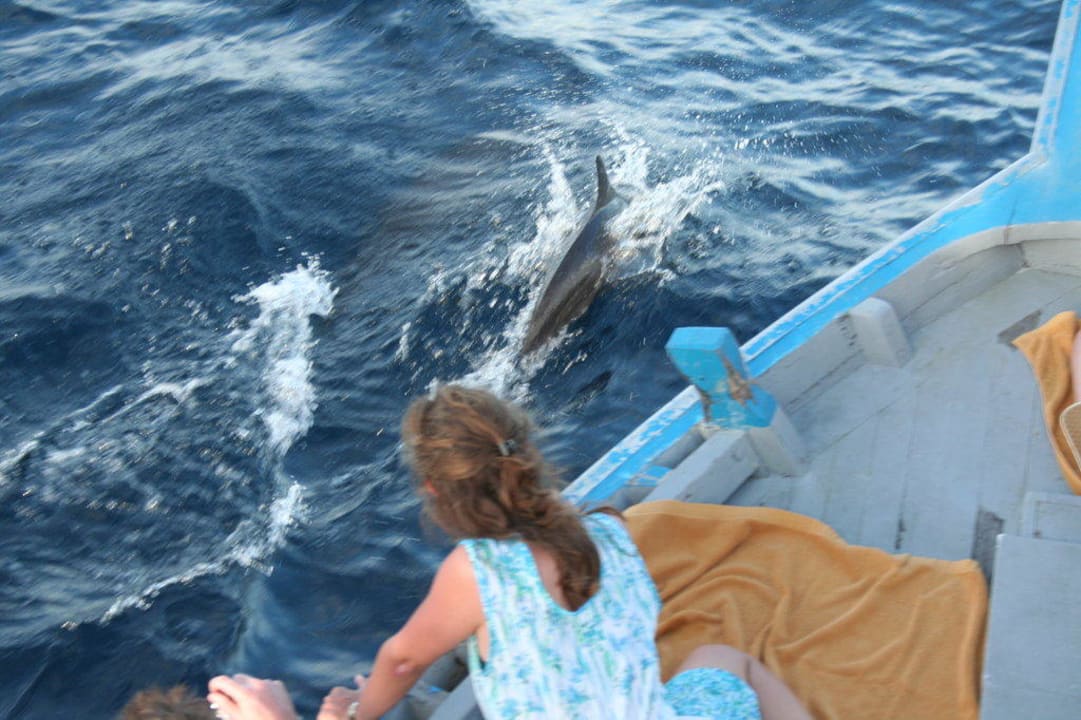 Dolphin-Sunset-Tour Veligandu Maldives Resort Island