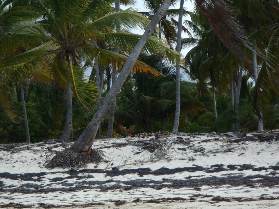 Schöne Aussicht  Catalonia Punta Cana - All Inclusive