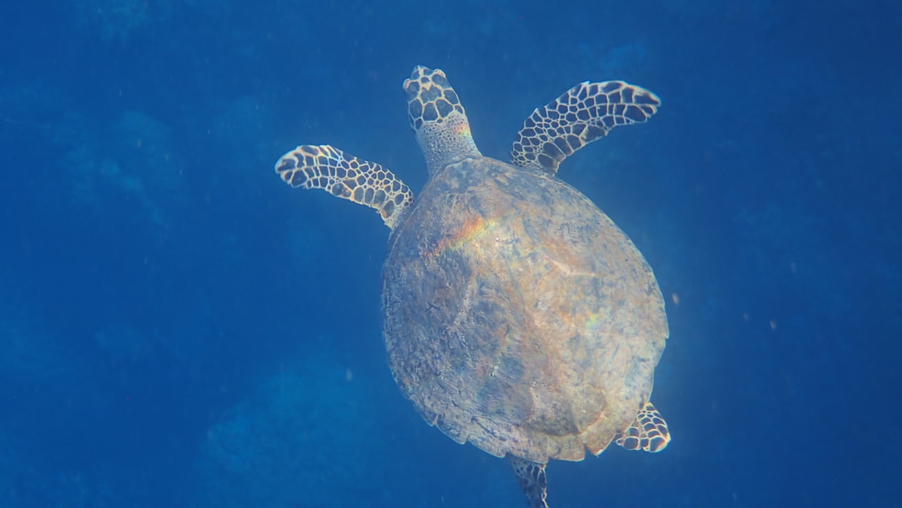 Strand Novotel Marsa Alam Beach Resort