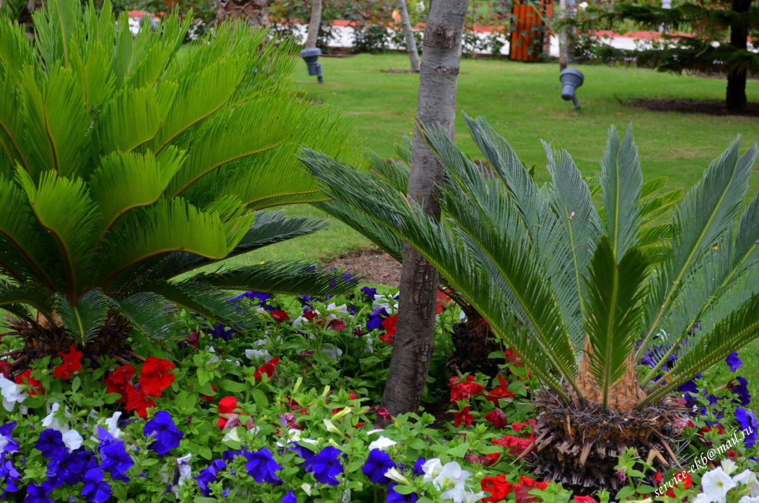 Delphin Imperial Hotel Delphin Imperial