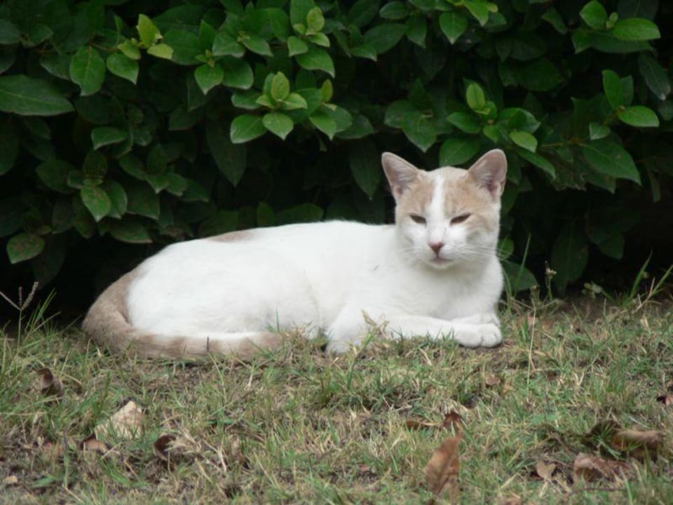 Katze in der Hotelanlage Philoxenia Hotel