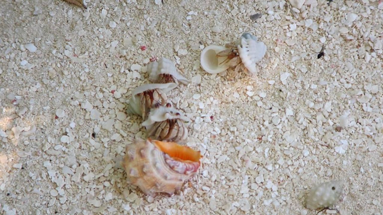 Immer schön hinten anstellen Eri Maldives