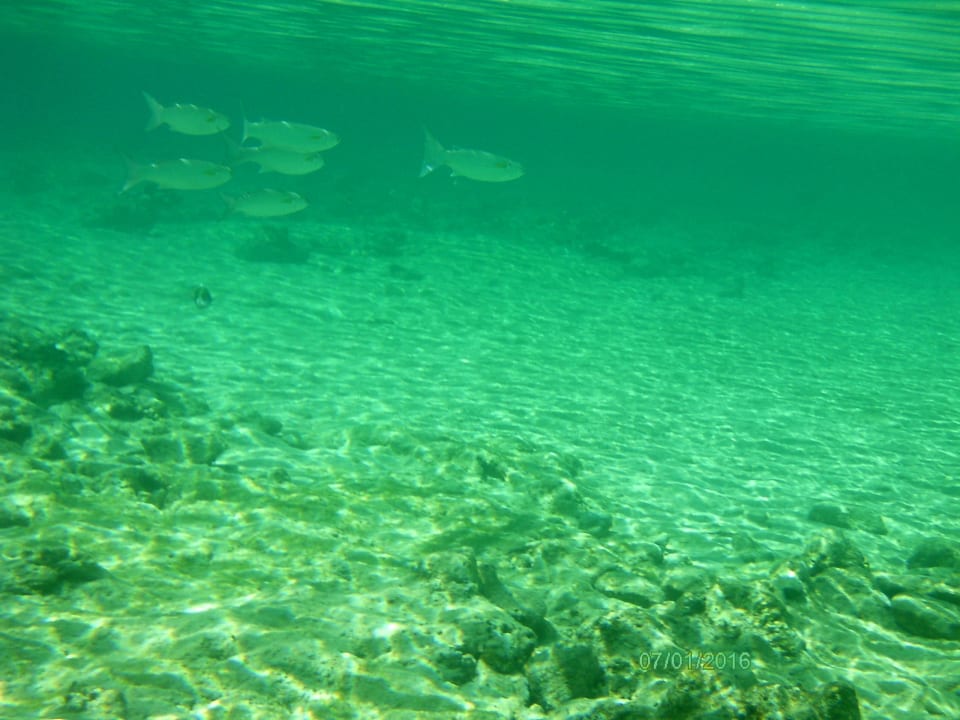 Hausriff Unterwasserwelt Bel Air Azur Resort - Adults only