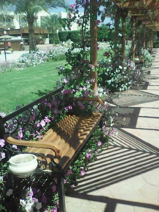 Gartenanlage Desert Rose