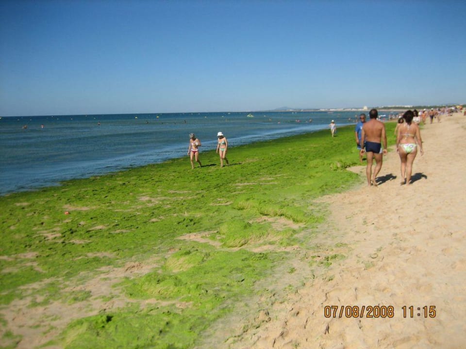 Strand mit Algen Hotel Yellow Praia Monte Gordo