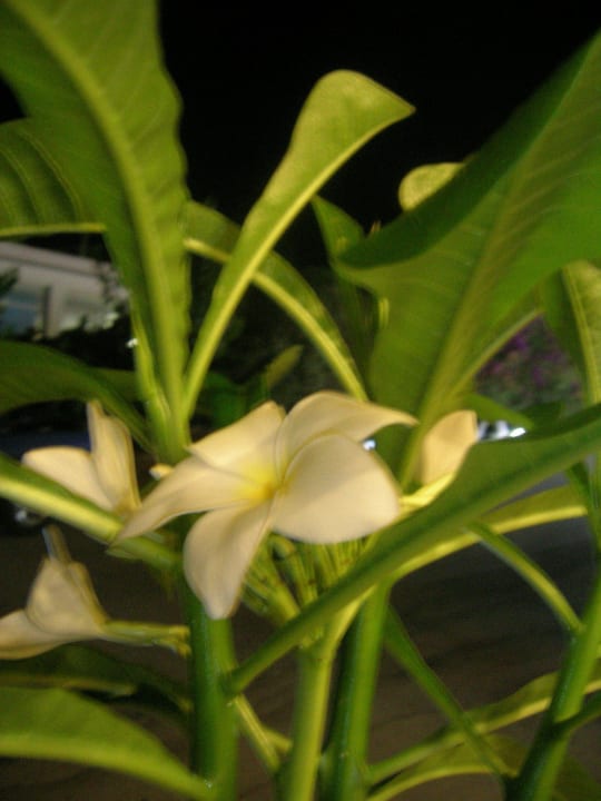 Plumeria pudica flowering Hotel Kathrin Beach