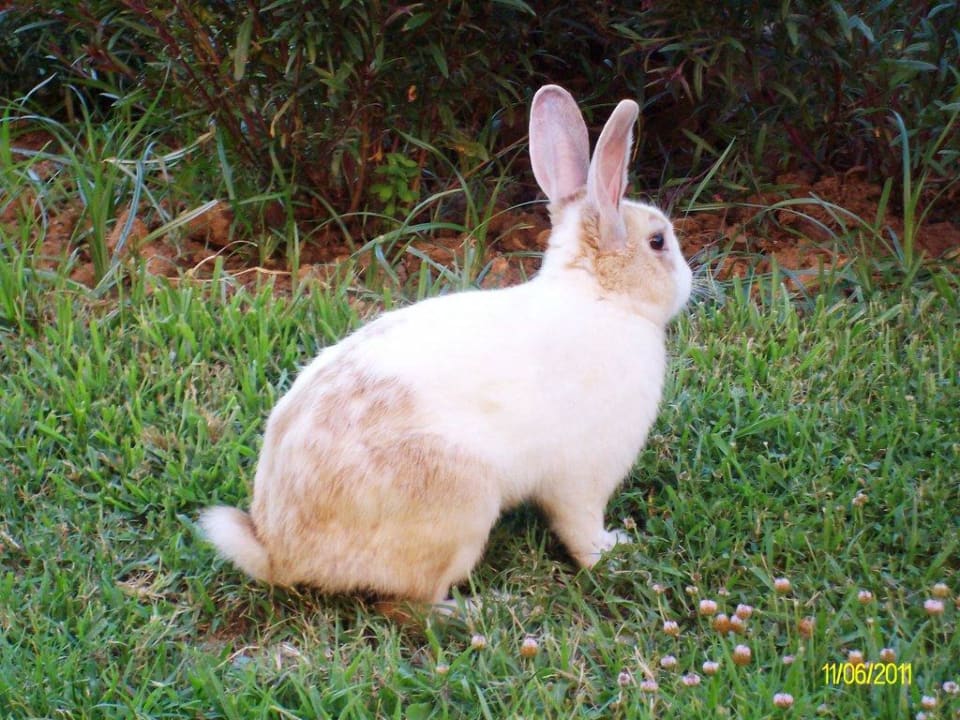 Kaninchen im Hotelgarten Grand Uysal Beach & Spa Hotel