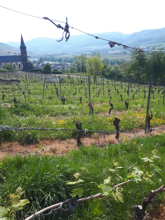 Außenansicht Wein & Gästehaus Rosenlay