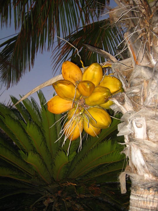Palmen in allen Variationen La Palma Princess
