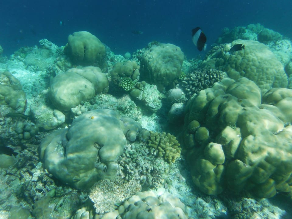 Hausriff Filitheyo Island Resort