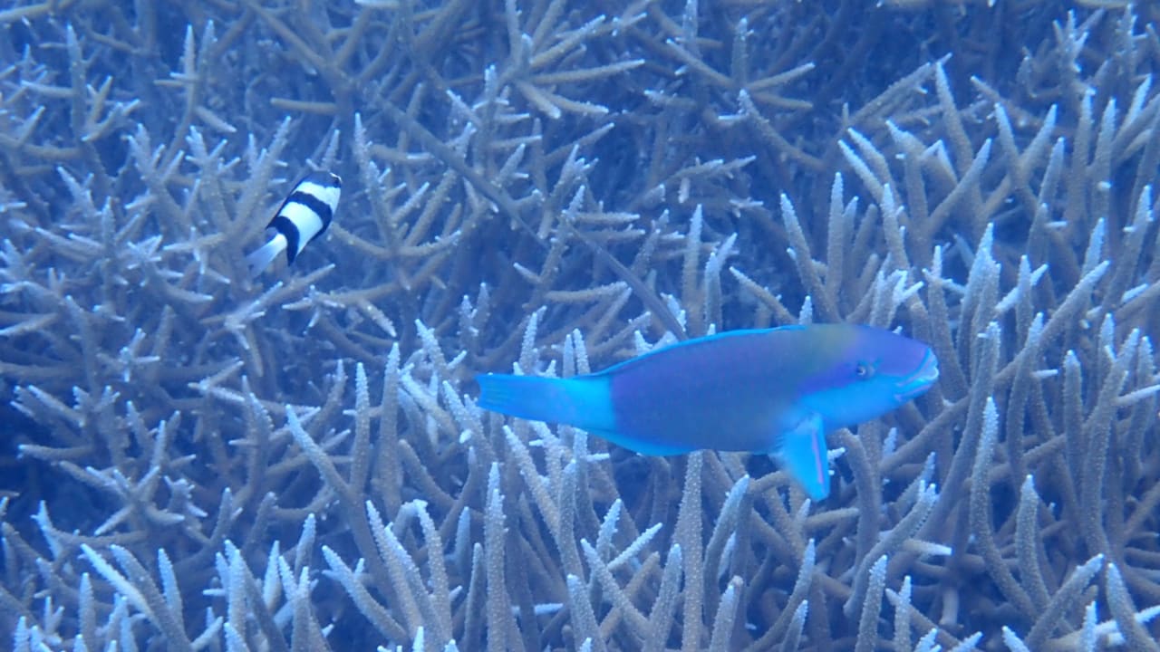 Sport & Freizeit Hotel Riu Palace Maldivas