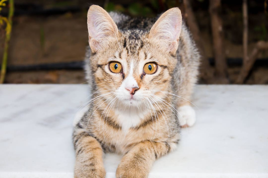 Hotel Alba Queen / Es gibt viele Katzen dort Alba Queen Hotel