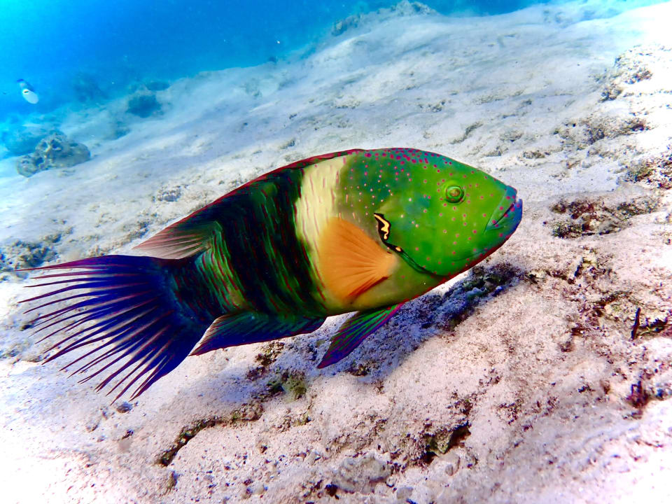 Sport & Freizeit Three Corners Happy Life Beach Resort