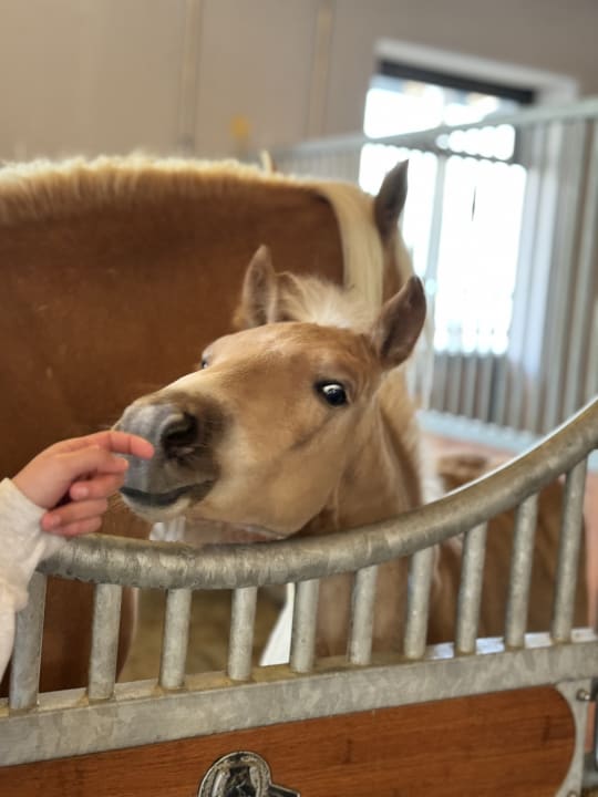 Sport & Freizeit Ellmauhof - das Generationenresort