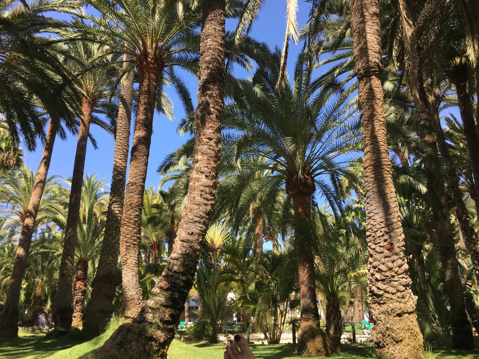 Gartenanlage Hotel Riu Palace Oasis