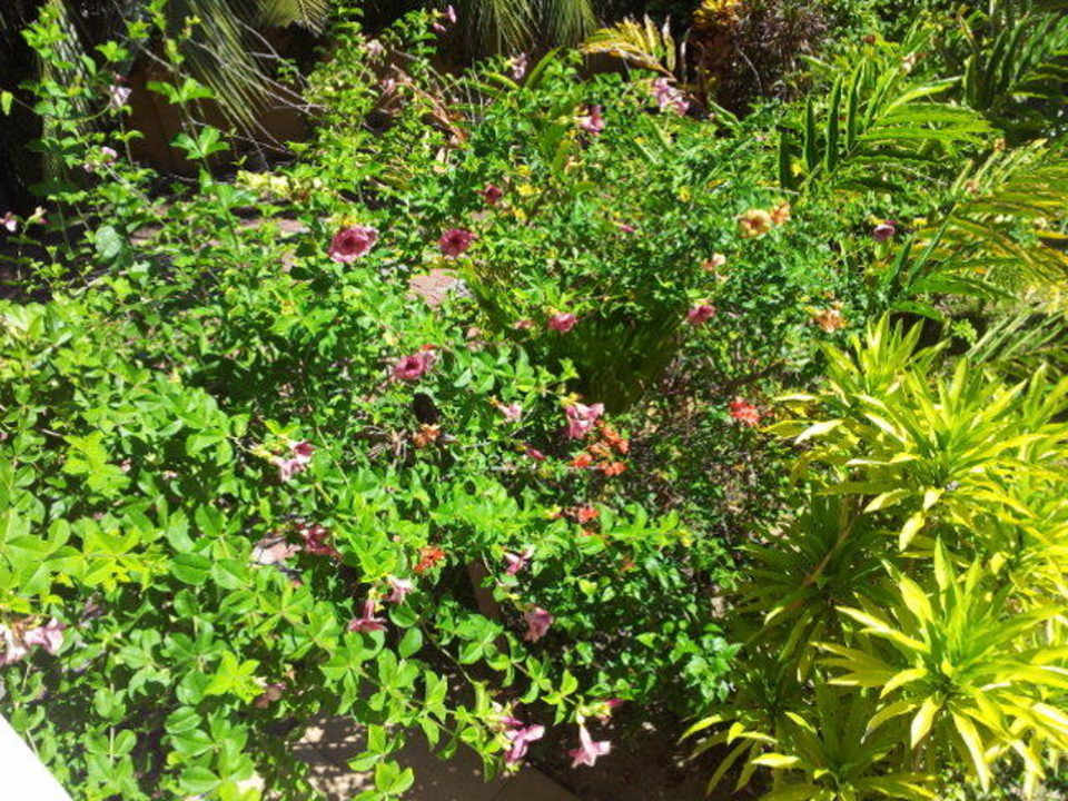 Garten Villa Dorado