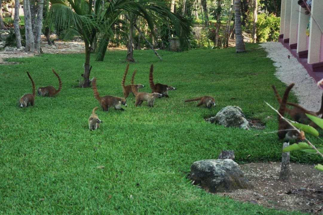 Die kleinen Nasenbären Hotel Riu Tequila