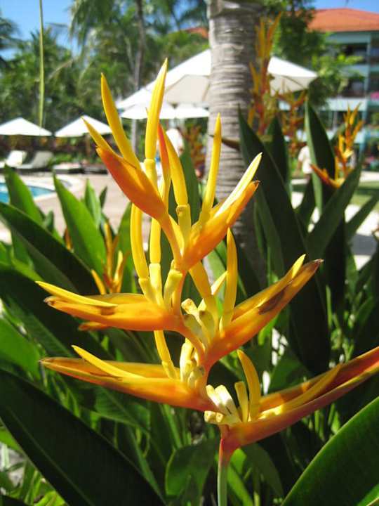 Tolle Pflanzen The Laguna A Luxury Collection Resort & Spa