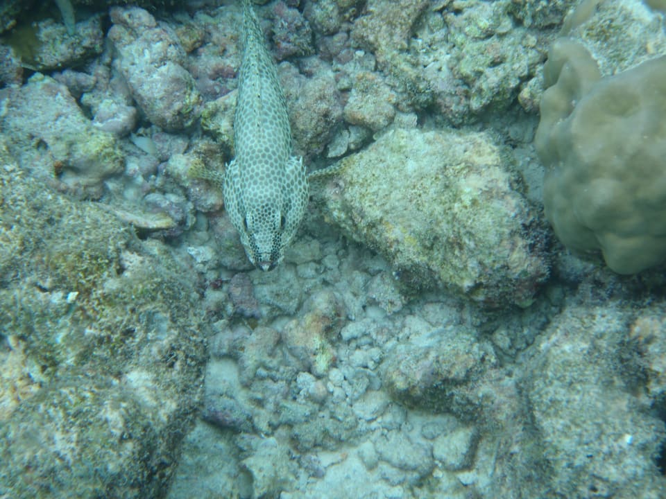 Unterwasserwelt Adaaran Select Meedhupparu Island Resort - Premium All Inclusive