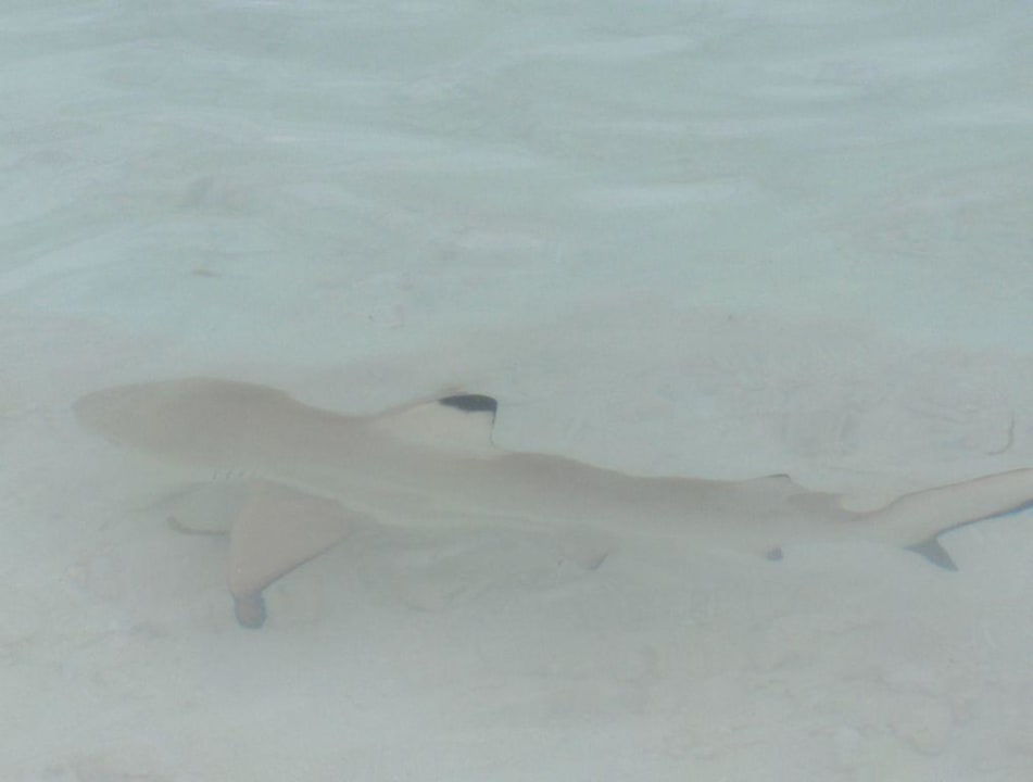 Ganz liebe Tiere Kuredu Island Resort & Spa