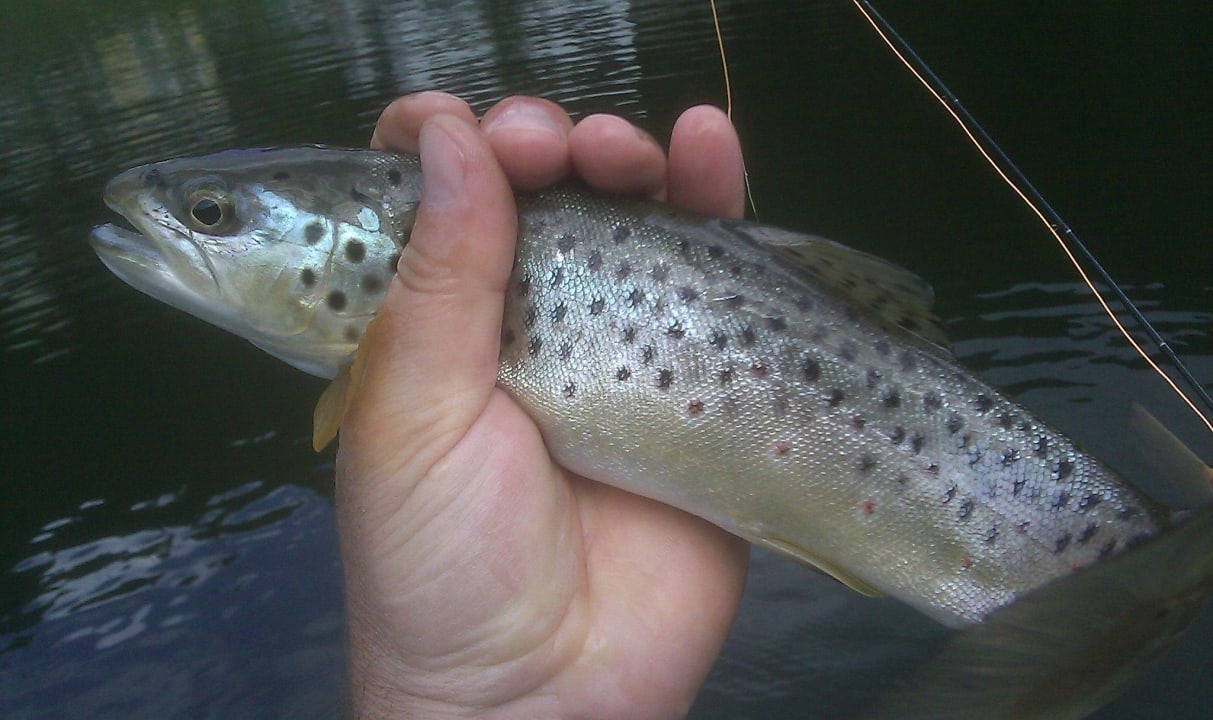Bachforelle aus dem Zauchensee Alpen Appartements Zauchensee