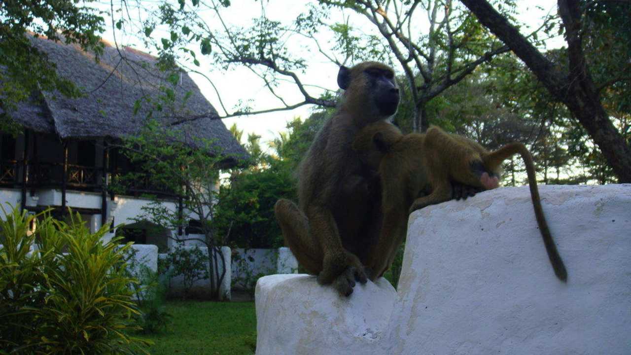Наши "гости" Hotel Papillon Lagoon Reef