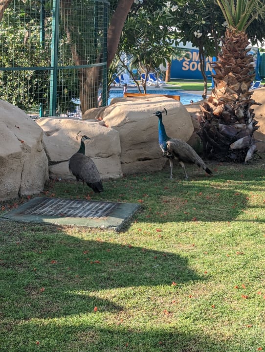 Gartenanlage Grand Hyatt Dubai