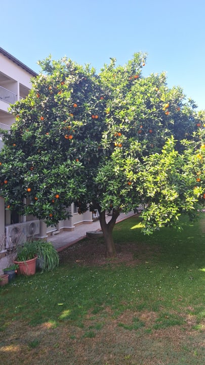 Gartenanlage Arum Barut Collection