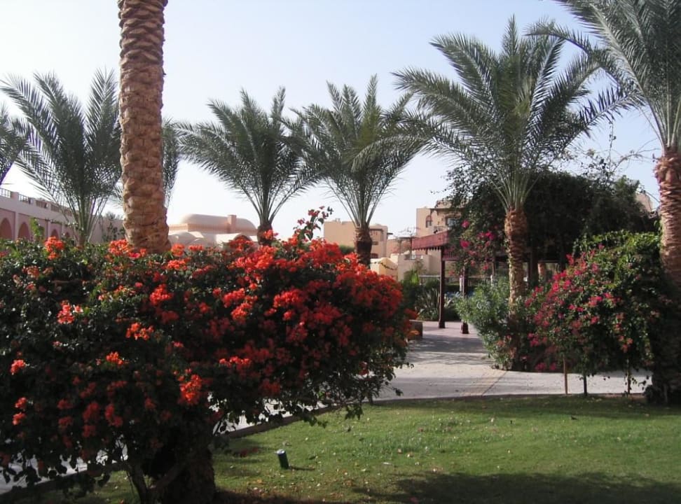 Gartenanlage Steigenberger Coraya Beach - Adults only