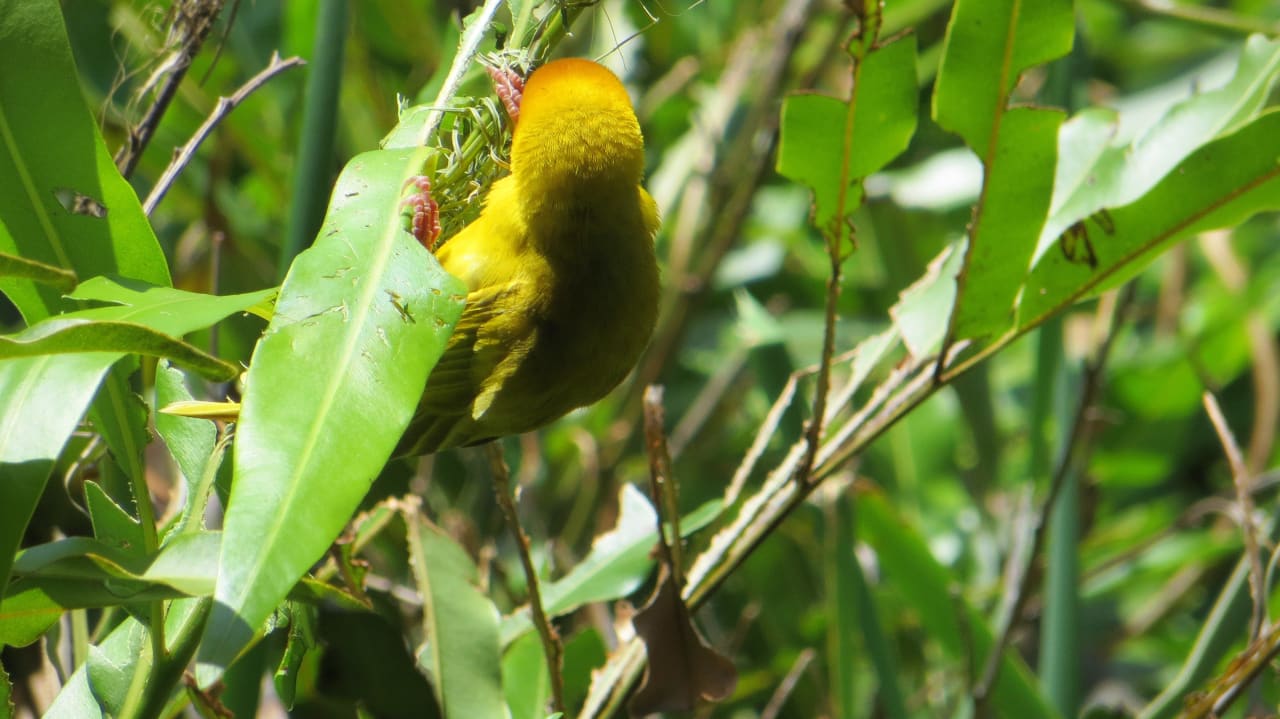 Kleine Webervögel an der Lobby und am Restaurant  Hotel Southern Palms Beach Resort