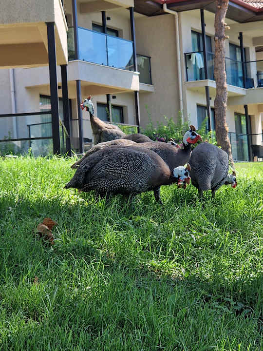 Zimmer TUI BLUE Seno - Adults Only