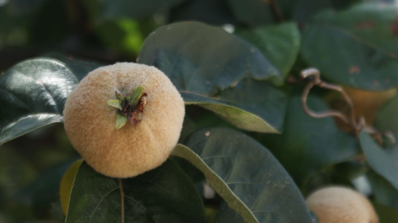 Owoce Apartments Marnic