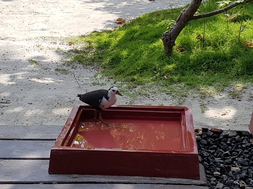 Zimmer Adaaran Select Hudhuran Fushi - Premium All Inclusive