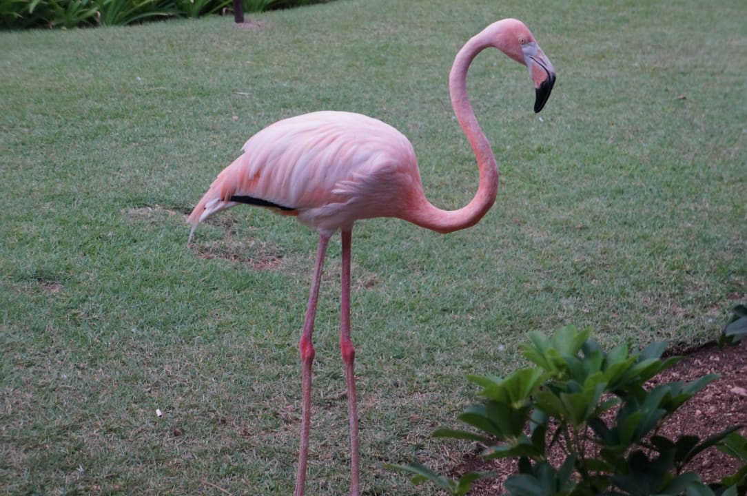 Flamingos in der Anlage Dreams La Romana Resort & Spa